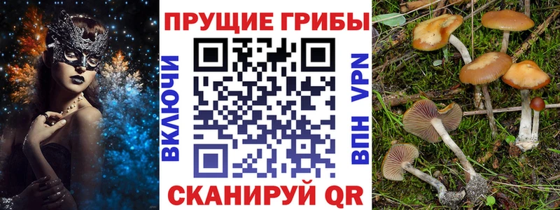 наркота  Белая Холуница  Галлюциногенные грибы Psilocybine cubensis 